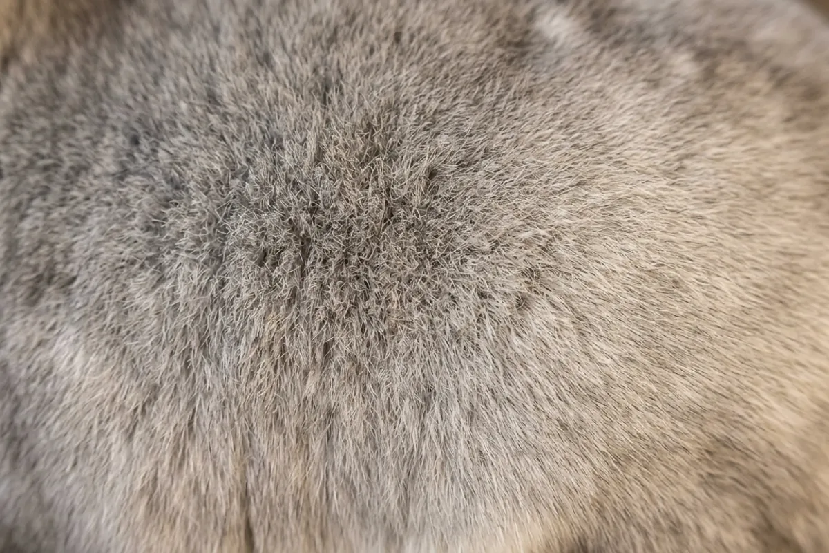 Extreme close up of unbroken chinchilla fur, the coat density that makes chinchilla mites rare.