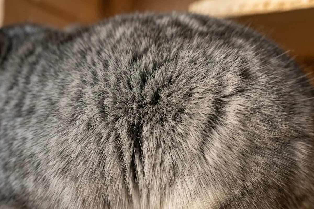 Close view of the banded silver fur that gave the chinchilla rabbit breed its borrowed name