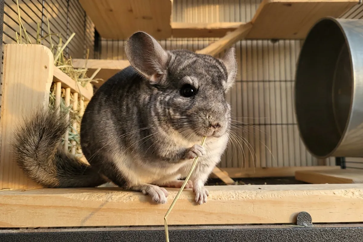 A chinchilla eating grass hay, the unlimited-hay diet that keeps a chinchilla's teeth and gut healthy.