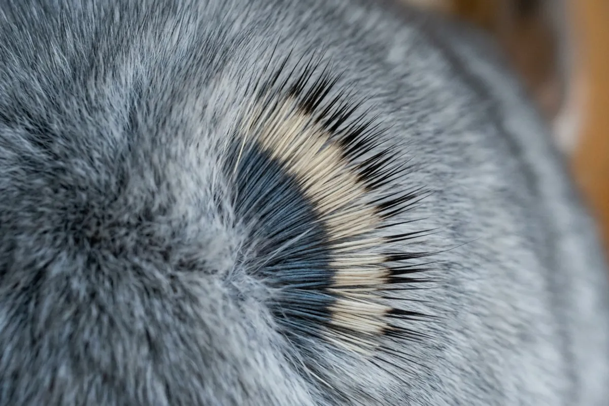 Close-up of the banded fur that gives grey chinchillas their blue-tinged silver colour